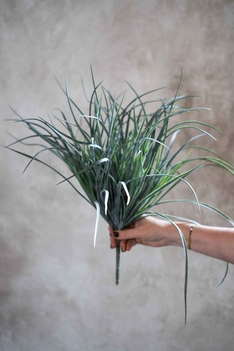 Bosje Gras Bosje Gras