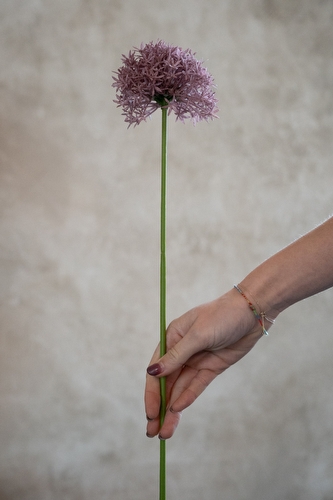 Tak Allium