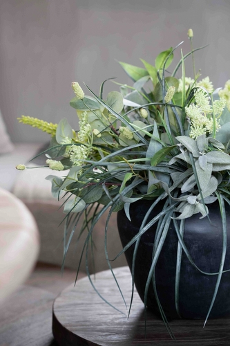 Tak Eremurus