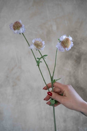 Tak Scabiosa