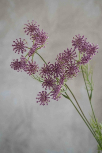 Tak Wilde Peen - Paars