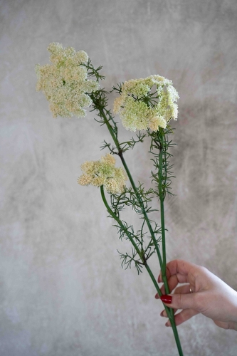 Tak Wilde Peen Klein - Creme